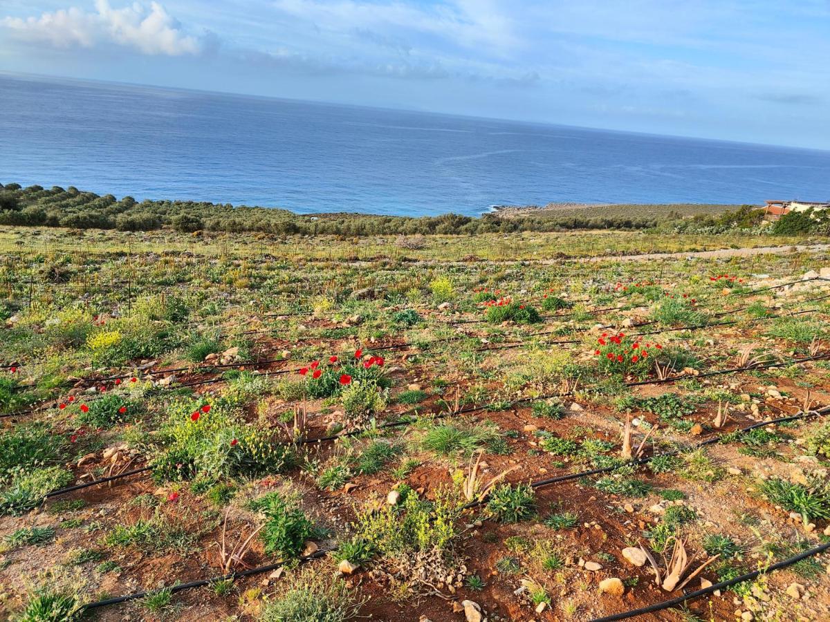 Olive And Aloe Villas Nomikianá Dış mekan fotoğraf